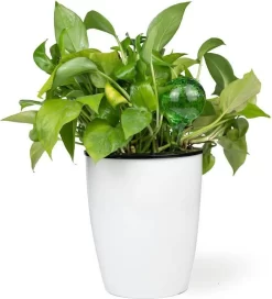 Merkloos Decopatent® 4 Stuks - Waterdruppelaar Voor Planten - Watergever - Glas - Waterbollen - Watergeefsysteem - Plantenbollen - Groen 15 Merkloos Decopatent® 4 Stuks - Waterdruppelaar Voor Planten - Watergever - Glas - Waterbollen - Watergeefsysteem - Plantenbollen - Groen -Tuin En Buiten 1091x1200 1