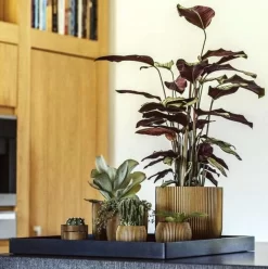 Capi Europe - Bloempot Bol Groove XL - 33x35 - Goud - Bloempot Voor Binnen - Opening ⌀28 - GVGB932 15 Capi Europe - Bloempot Bol Groove XL - 33x35 - Goud - Bloempot Voor Binnen - Opening ⌀28 - GVGB932 -Tuin En Buiten 1195x1200 2