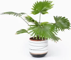 Bloempotten Binnen - Keramiek - Gouden Rand - Bloempot Buiten - Afvoergat 24 - Small Set Van 3 - 15 Cm 7 Bloempotten Binnen - Keramiek - Gouden Rand - Bloempot Buiten - Afvoergat 24 - Small Set Van 3 - 15 Cm -Tuin En Buiten 1200x1016