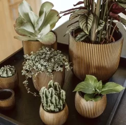 Capi Europe - Bloempot Bol Groove XL - 33x35 - Goud - Bloempot Voor Binnen - Opening ⌀28 - GVGB932 12 Capi Europe - Bloempot Bol Groove XL - 33x35 - Goud - Bloempot Voor Binnen - Opening ⌀28 - GVGB932 -Tuin En Buiten 1200x1191 3