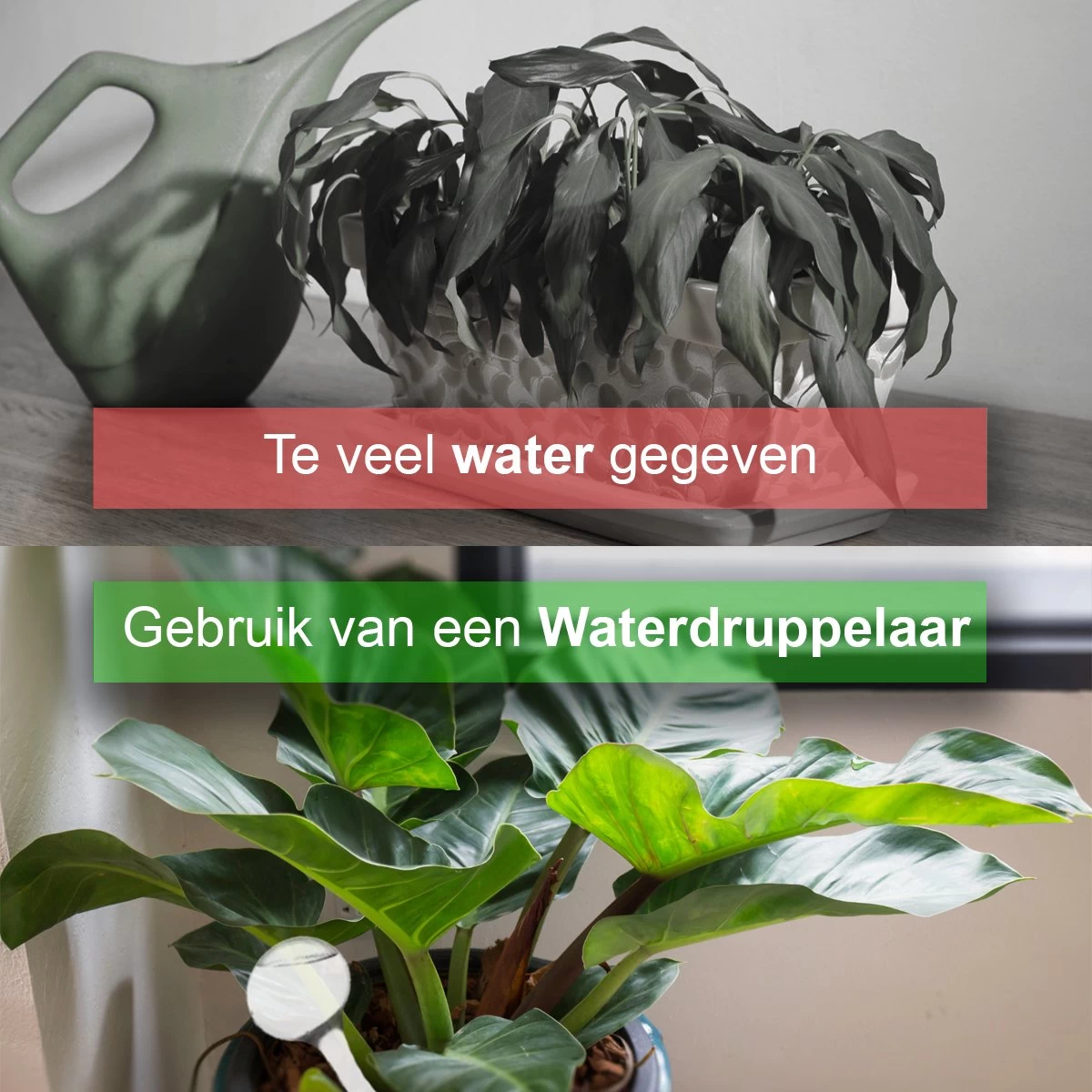Waterdruppelaar Set Van 6 Stuks - Waterdruppelaar Voor Planten - Watergeefsysteem - Waterbol Irrigatiesysteem - Automatisch Druppelsysteem Voor Kamerplanten & Tuin - Watergever - Doorzichtig - 15cm 6 Waterdruppelaar Set Van 6 Stuks - Waterdruppelaar Voor Planten - Watergeefsysteem - Waterbol Irrigatiesysteem - Automatisch Druppelsysteem Voor Kamerplanten & Tuin - Watergever - Doorzichtig - 15cm - Afbeelding 6