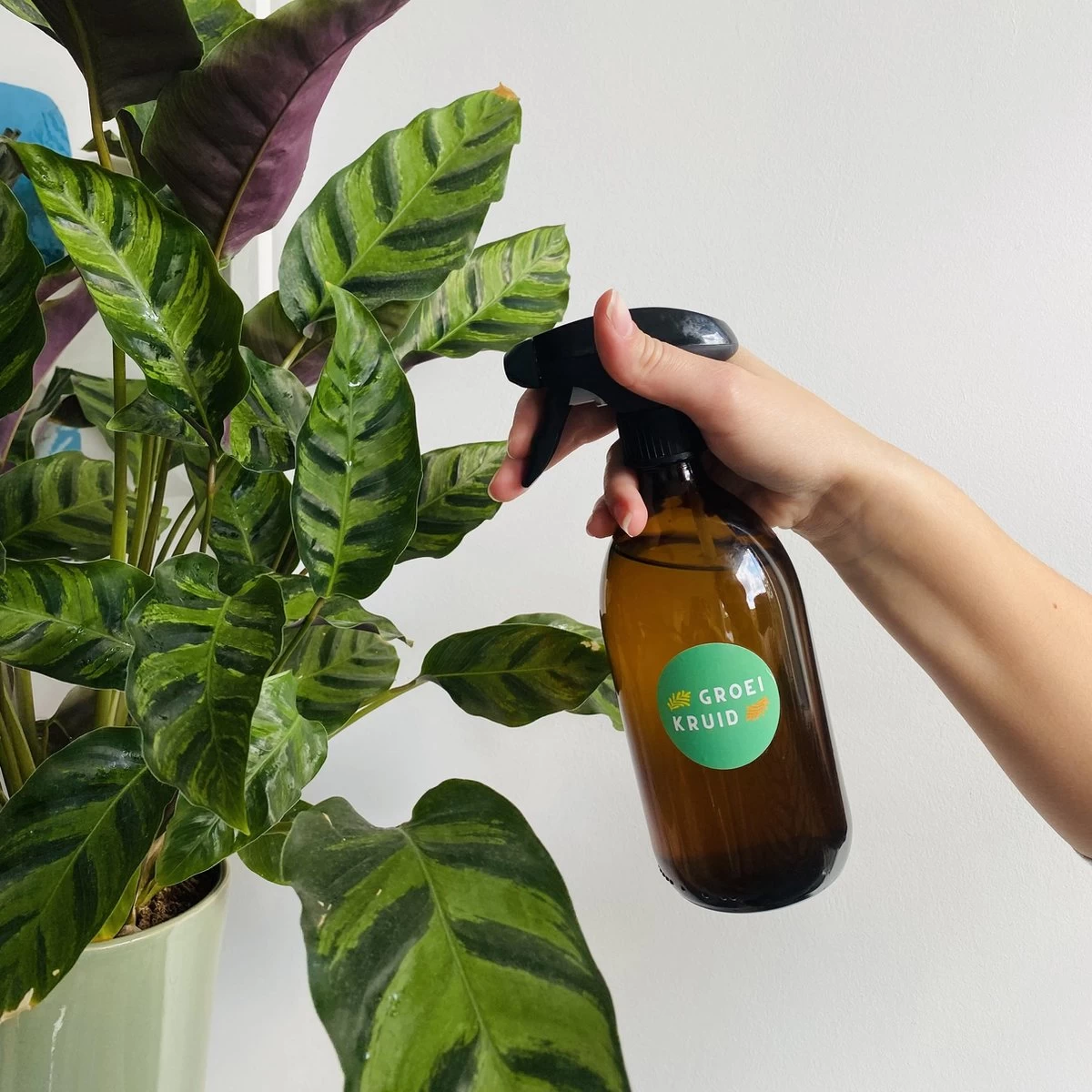 Groeikruid® Plantenspuit | 500 Ml Amber Glas | Met Zwarte Spraykop | Plantensproeier Binnen | Waterverstuiver | Verstuiver | Waterspuit 3 Groeikruid® Plantenspuit | 500 Ml Amber Glas | Met Zwarte Spraykop | Plantensproeier Binnen | Waterverstuiver | Verstuiver | Waterspuit - Afbeelding 3