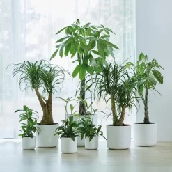 Elho B.for Soft Rond 30 - Bloempot Voor Binnen - Ø 29.5 X H 27.6 Cm - Wit -Tuin En Buiten 1200x1200 455