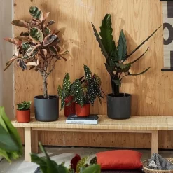 Elho B.for Soft Rond 30 - Bloempot Voor Binnen - Ø 29.5 X H 27.6 Cm - Antraciet 15 Elho B.for Soft Rond 30 - Bloempot Voor Binnen - Ø 29.5 X H 27.6 Cm - Antraciet -Tuin En Buiten 1200x1200 479