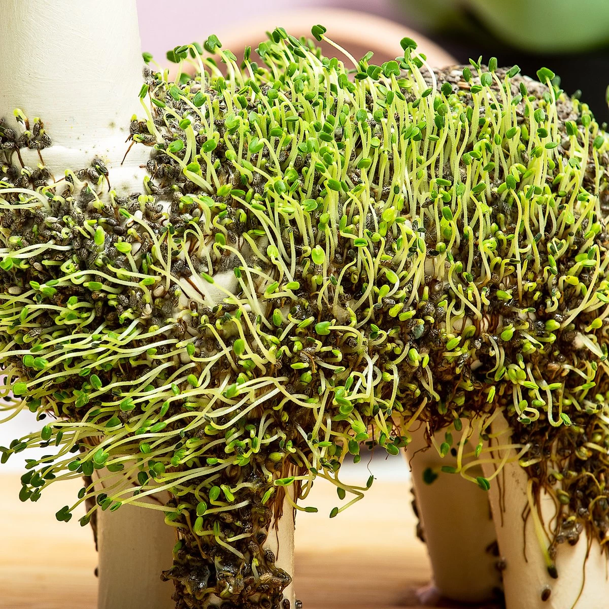 Gift Republic Lama Bloempot Met Zaadjes 2 Gift Republic Lama Bloempot Met Zaadjes - Afbeelding 2