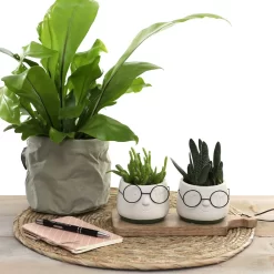 2x Bloempot Met Gezicht - Ø8 X H6,5 Cm - Bloempotten Voor Binnen Met Bril/Face/Hoofd 10 2x Bloempot Met Gezicht - Ø8 X H6,5 Cm - Bloempotten Voor Binnen Met Bril/Face/Hoofd -Tuin En Buiten 1200x1200 567