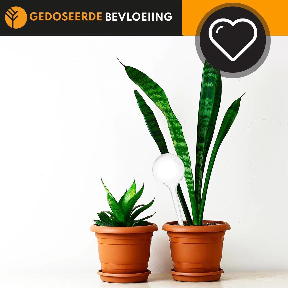 Waterdruppelaar Set Van 6 Stuks Voor Planten Transparant – 27 CM – Automatisch Watergeefsysteem Voor Kamerplanten – Planten Watergever Met Druppelsysteem – Waterbol 4 Waterdruppelaar Set Van 6 Stuks Voor Planten Transparant – 27 CM – Automatisch Watergeefsysteem Voor Kamerplanten – Planten Watergever Met Druppelsysteem – Waterbol - Afbeelding 4