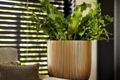 Capi Europe - Bloempot Bol Groove XL - 33x35 - Goud - Bloempot Voor Binnen - Opening ⌀28 - GVGB932 11 Capi Europe - Bloempot Bol Groove XL - 33x35 - Goud - Bloempot Voor Binnen - Opening ⌀28 - GVGB932 -Tuin En Buiten 1200x796 1