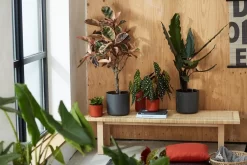 Elho B.for Soft Rond 30 - Bloempot Voor Binnen - Ø 29.5 X H 27.6 Cm - Wit -Tuin En Buiten 1200x800 73