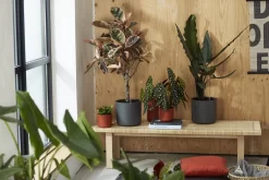 Elho B.for Soft Rond 30 - Bloempot Voor Binnen - Ø 29.5 X H 27.6 Cm - Antraciet 16 Elho B.for Soft Rond 30 - Bloempot Voor Binnen - Ø 29.5 X H 27.6 Cm - Antraciet -Tuin En Buiten 1200x800 82