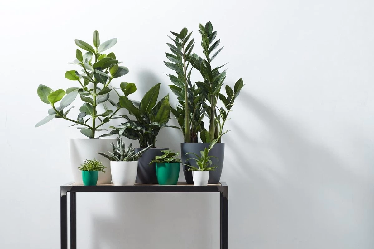 Elho B.for Soft Rond 30 - Bloempot Voor Binnen - Ø 29.5 X H 27.6 Cm - Antraciet 8 Elho B.for Soft Rond 30 - Bloempot Voor Binnen - Ø 29.5 X H 27.6 Cm - Antraciet - Afbeelding 8