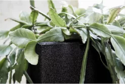 Capi Europe - Bloempot Vierkant Smooth NL - 30x30x30 - Zwart - Voor Binnen En Buiten - KBL902 -Tuin En Buiten 1200x813 2