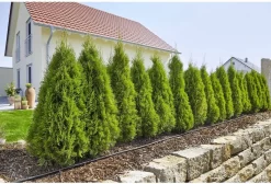 GARDENA Micro Drip System Startset L Druppelsysteem - 50 Meter 10 GARDENA Micro Drip System Startset L Druppelsysteem - 50 Meter -Tuin En Buiten 1200x814