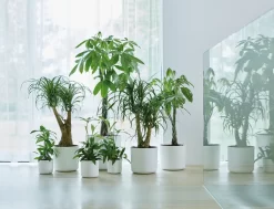 Elho B.for Soft Rond 30 - Bloempot Voor Binnen - Ø 29.5 X H 27.6 Cm - Wit -Tuin En Buiten 1200x916 1