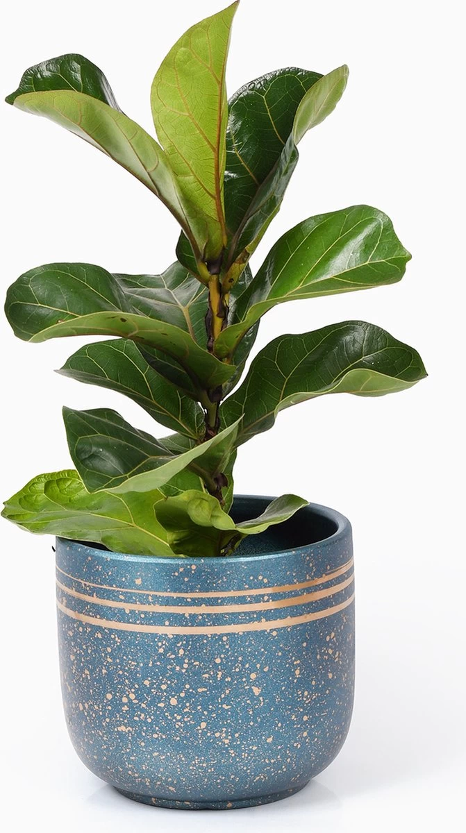 Bloempotten Binnen - Keramiek - Gouden Rand - Bloempot Buiten - Afvoergat 24 - Small Set Van 3 - 15 Cm 2 Bloempotten Binnen - Keramiek - Gouden Rand - Bloempot Buiten - Afvoergat 24 - Small Set Van 3 - 15 Cm - Afbeelding 2