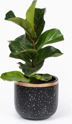 Bloempotten Binnen - Keramiek - Gouden Rand - Bloempot Buiten - Afvoergat 24 - Small Set Van 3 - 15 Cm 6 Bloempotten Binnen - Keramiek - Gouden Rand - Bloempot Buiten - Afvoergat 24 - Small Set Van 3 - 15 Cm -Tuin En Buiten 695x1200