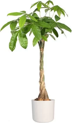 Elho B.for Soft Rond 30 - Bloempot Voor Binnen - Ø 29.5 X H 27.6 Cm - Wit -Tuin En Buiten 708x1200