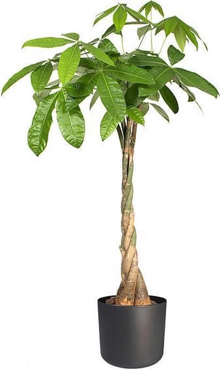 Elho B.for Soft Rond 30 - Bloempot Voor Binnen - Ø 29.5 X H 27.6 Cm - Antraciet 5 Elho B.for Soft Rond 30 - Bloempot Voor Binnen - Ø 29.5 X H 27.6 Cm - Antraciet - Afbeelding 5