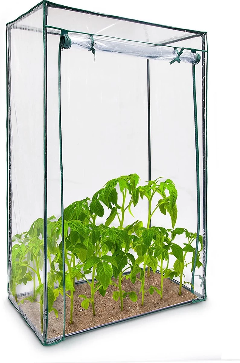Relaxdays Tomatenkas 150x100x50 Cm - Tuinkas Tomaten - Foliekas - Serre - Kweekkas - PVC 1 Relaxdays Tomatenkas 150x100x50 Cm - Tuinkas Tomaten - Foliekas - Serre - Kweekkas - PVC