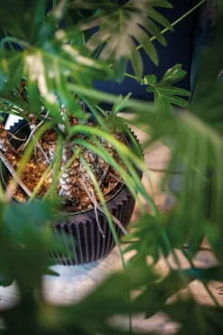 Capi Europe - Vaas Elegant Laag Groove NL - 34x46 - Goud - Voor Binnen En Buiten - KGVGB782 12 Capi Europe - Vaas Elegant Laag Groove NL - 34x46 - Goud - Voor Binnen En Buiten - KGVGB782 -Tuin En Buiten 799x1200 20