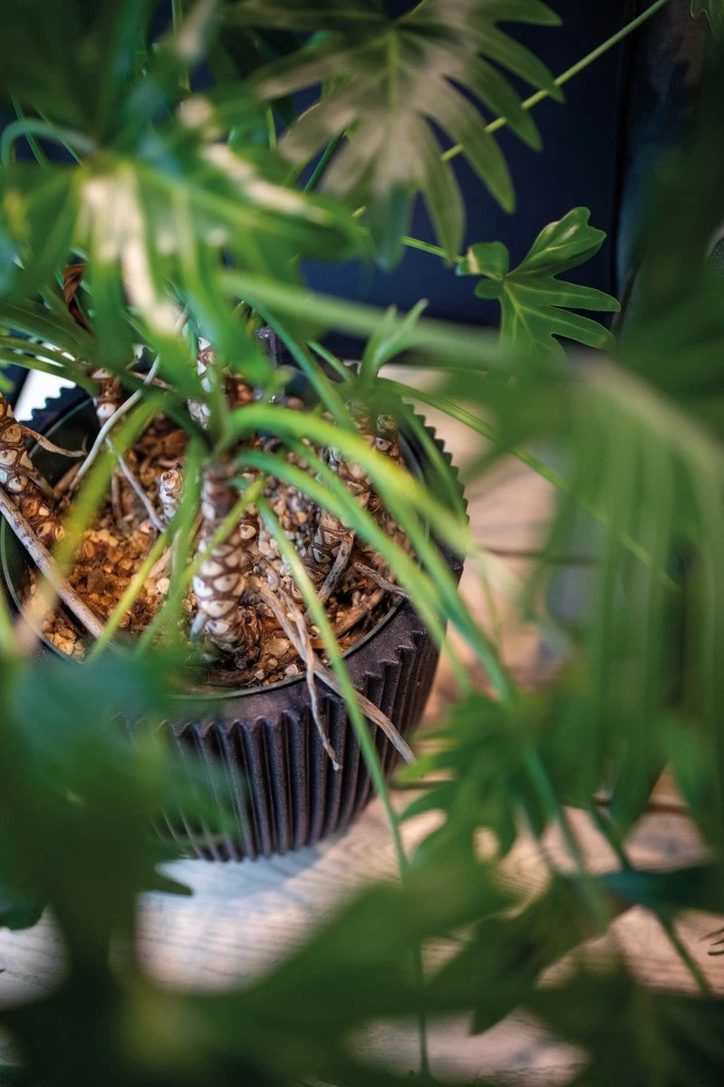 Capi Europe - Vaas Elegant Laag Groove NL - 34x46 - Goud - Voor Binnen En Buiten - KGVGB782 4 Capi Europe - Vaas Elegant Laag Groove NL - 34x46 - Goud - Voor Binnen En Buiten - KGVGB782 - Afbeelding 4