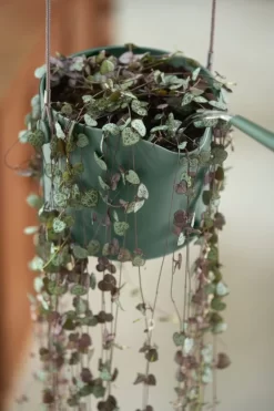 Elho B.for Swing 18 Hangpot - Bloempot Voor Binnen - Ø 18.0 X H 16.5 Cm - Groen/Blad Groen -Tuin En Buiten 800x1200 51