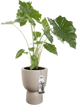 Elho Pure Coupe 35 - Bloempot Voor Binnen & Buiten - Ø 34.9 X H 49.0 Cm - Beige/Balanced Beige 33 Elho Pure Coupe 35 - Bloempot Voor Binnen & Buiten - Ø 34.9 X H 49.0 Cm - Beige/Balanced Beige -Tuin En Buiten 880x1200 6