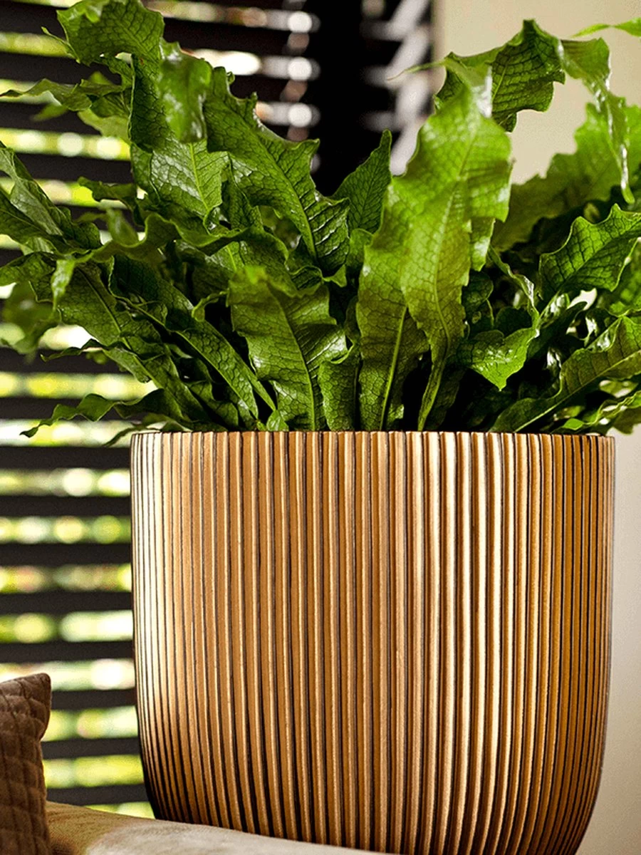 Capi Europe - Bloempot Bol Groove XL - 33x35 - Goud - Bloempot Voor Binnen - Opening ⌀28 - GVGB932 6 Capi Europe - Bloempot Bol Groove XL - 33x35 - Goud - Bloempot Voor Binnen - Opening ⌀28 - GVGB932 - Afbeelding 6