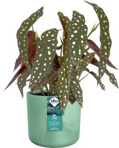 Elho The Ocean Collection Round 22cm - Bloempot Voor Binnen - 100% Gerecycled Materiaal - Gemaakt Met Zeeafval - Ø 22.3 X H 20.4 Cm - Pacifisch Groen -Tuin En Buiten 969x1200 2